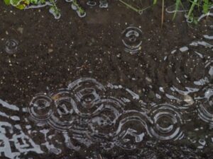 地面に広がる雨粒の波紋