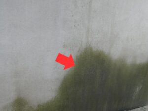 外壁の湿気によるコケ・藻の汚染